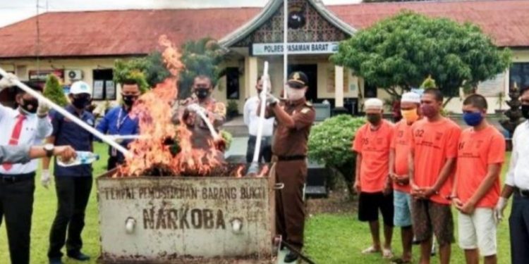 Polres Pasbar Musnahkan 16 Kg Ganja Dan 33,59 gram Sabu- Sabu di Halaman Mapolres