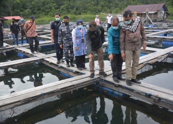 15 Ton Ikan Kerapu Pesisir Selatan Siap Ekspor ke Hongkong