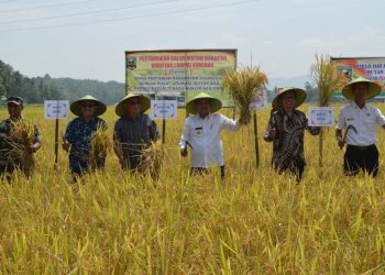 Pertanian Jadi Tulang Punggung Pembangunan di Sumbar