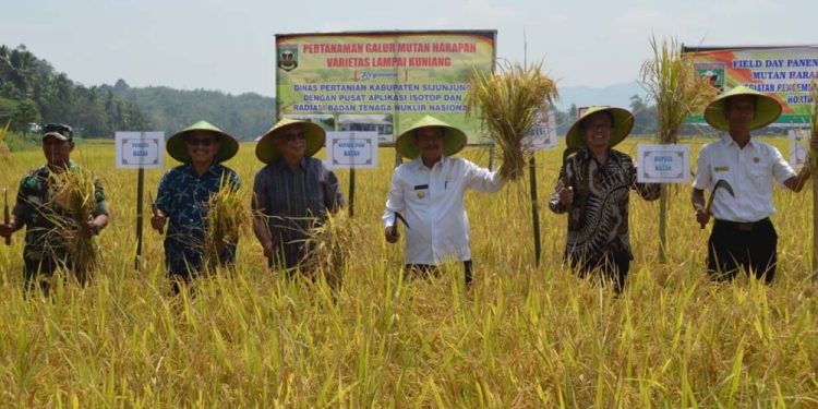 Pertanian Jadi Tulang Punggung Pembangunan di Sumbar
