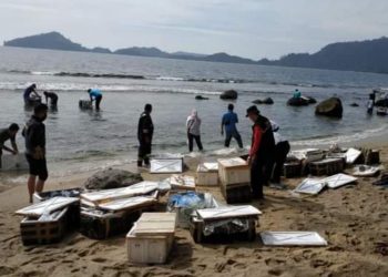 401.408 Ekor Benih Lobster di Nagari Sungai Pinang