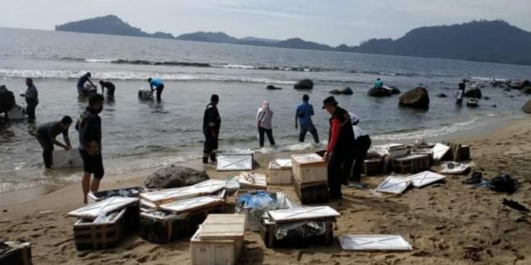 401.408 Ekor Benih Lobster di Nagari Sungai Pinang
