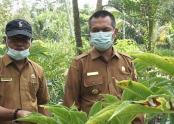 Wali Kota Pariaman Genius Umar: Tanaman Porang Tingkatkan Ekonomi Masyarakat