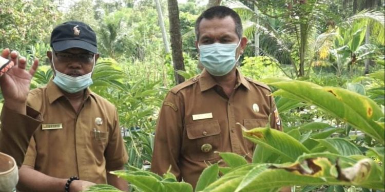 Wali Kota Pariaman Genius Umar: Tanaman Porang Tingkatkan Ekonomi Masyarakat