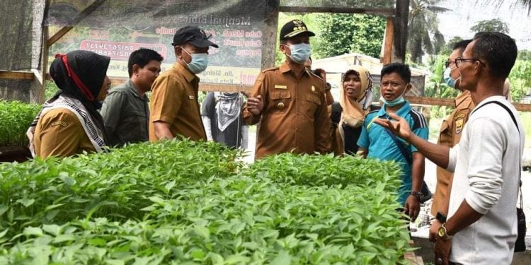 Lakukan Tinjauan, Wali Kota Pariaman Genius Umar Siap Pasarkan Bibit Cabai Keriting