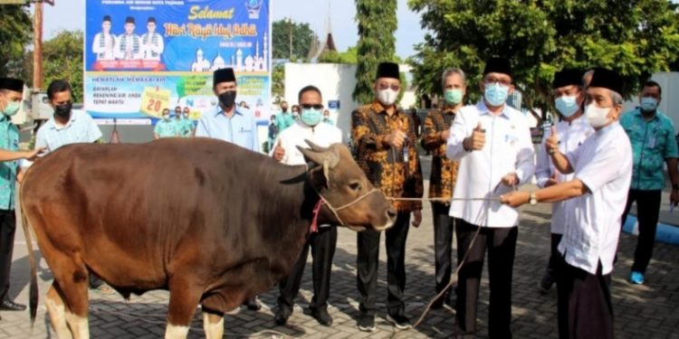 Setiap Tahun Bertambah Hewan Qurban di Perumda Air Minum Kota Padang