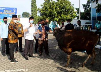 Perumda Air Minum Kota Padang Kurban Sebanyak 42 Sapi dan 30 Kambing