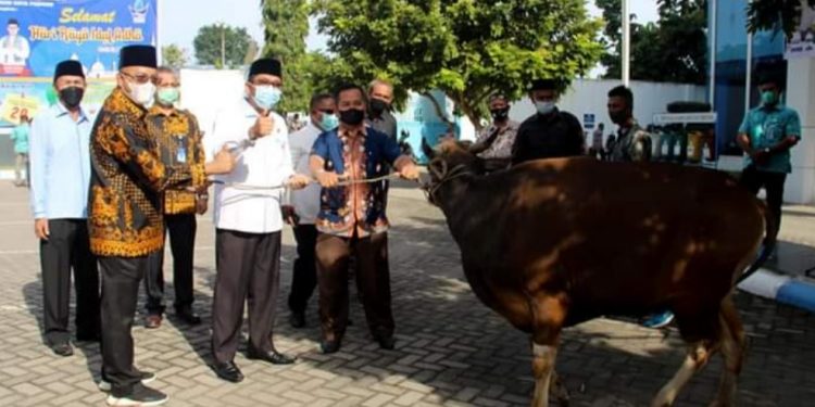 Perumda Air Minum Kota Padang Kurban Sebanyak 42 Sapi dan 30 Kambing