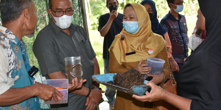 Terobosan Baru, Ketua DPRD Sumbar Supardi Dukung Pemanfaatan Ulat Manggot