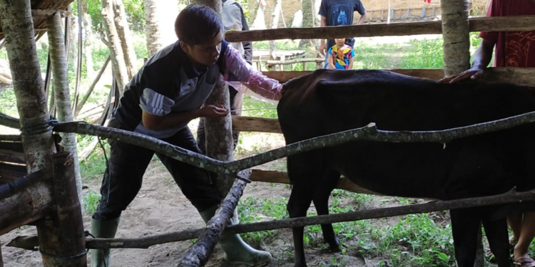 Dinas Pertanian Pessel Lakukan Magang Calon Petugas IB