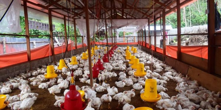 Peternakan Ayam Boiler di Solok Selatan Sangat Baik