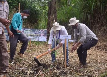 Wali Kota Sawahlunto Tanam Bibit Mangrove di Pantai Goiso Oinan Sipora Selatan