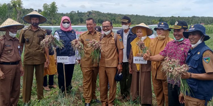 Bupati Pesisir Selatan Rusma Yul Anwar Panen Bawang Merah di Simpang Pale