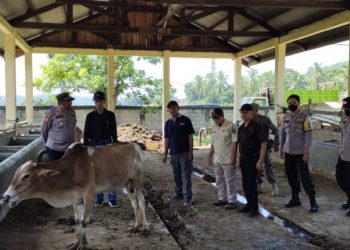Pasar Ternak Palangki Ditetapkan Zona Merah, Dua Ekor Sapi Positif Penyakit Mulut dan Kuku