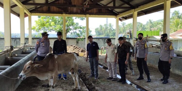 Pasar Ternak Palangki Ditetapkan Zona Merah, Dua Ekor Sapi Positif Penyakit Mulut dan Kuku