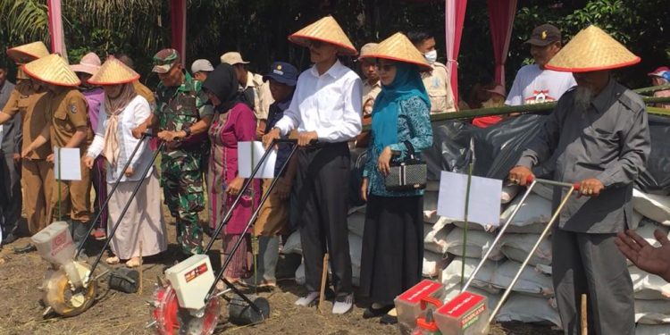 Tanam Perdana Jagung Bersama Bupati Safaruddin, Durian Tinggi Siapkan 1.000 Ha