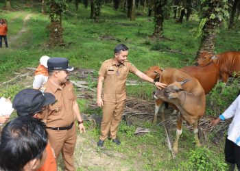 Wakil Bupati Canangkan Vaksinasi PMK Pada Ternak di Kabupaten Sijunjung