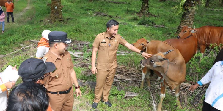 Wakil Bupati Canangkan Vaksinasi PMK Pada Ternak di Kabupaten Sijunjung