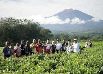 Tea Walk Festival Teh dan Kopi, Nikmati Keindahan dan Keramahan Kebun Teh Liki