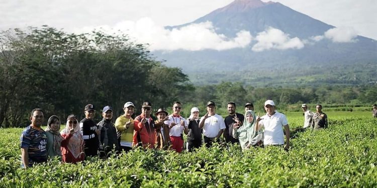 Tea Walk Festival Teh dan Kopi, Nikmati Keindahan dan Keramahan Kebun Teh Liki