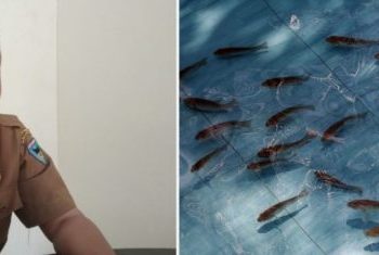 Pemkab Pessel Bantu Bibit Ikan Nila 121.400 Ekor di Tiga Kecamatan