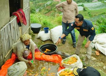 Bupati Tanah Datar Eka Putra Puncak Sikadunduang Luar Biasa