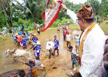 Dorong Progul Satu Nagari Satu Even, Bupati Eka Putra Juga Lakukan Alek Pacu Jawi