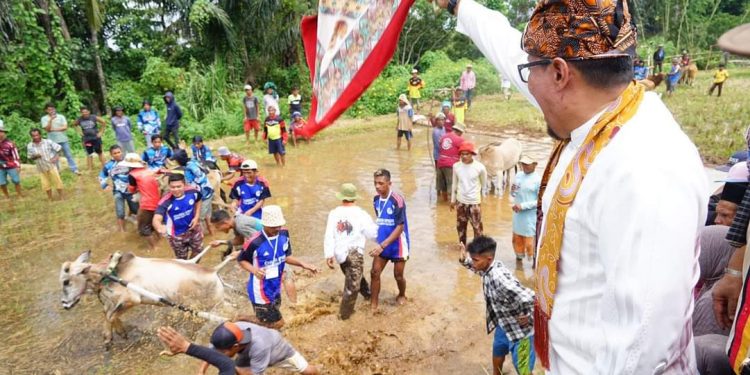 Dorong Progul Satu Nagari Satu Even, Bupati Eka Putra Juga Lakukan Alek Pacu Jawi