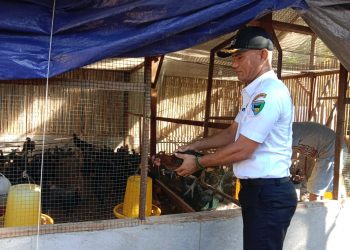 PemNag Talaok Undang Wagub Sumbar Panen Ikan Larangan