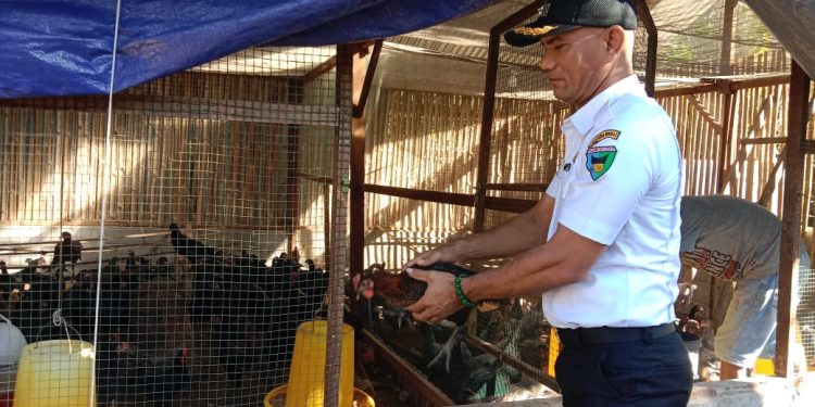 PemNag Talaok Undang Wagub Sumbar Panen Ikan Larangan