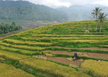 Sawah Jawi Jawi Kabupaten Solok Tak Kalah Indah Dari Ubud Bali