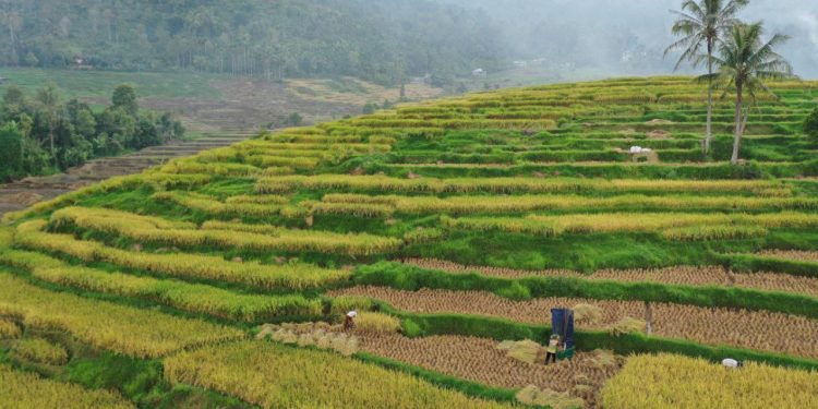 Sawah Jawi Jawi Kabupaten Solok Tak Kalah Indah Dari Ubud Bali
